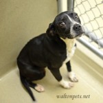 Georgia Political News for Thursday, March 1, 2012