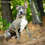 Georgia Political News for May 3, 2012