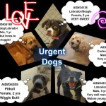 Adoptable Georgia Dogs for August 29, 2013
