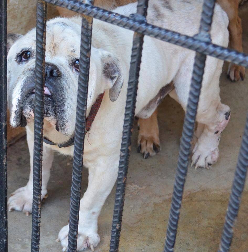 Angels Bulldog