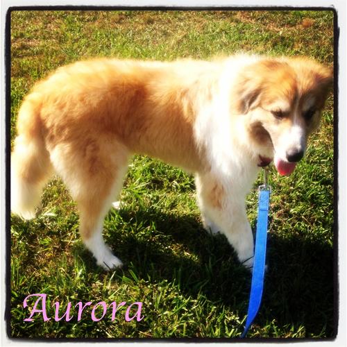 Aurora Tenderheart