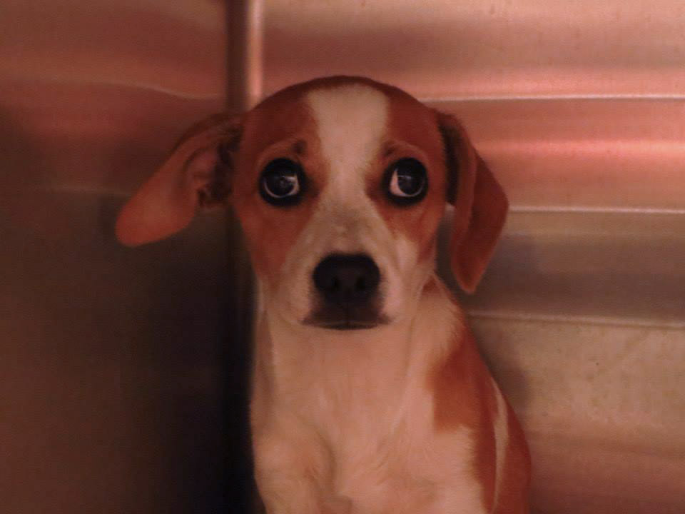 Barrow Beagle
