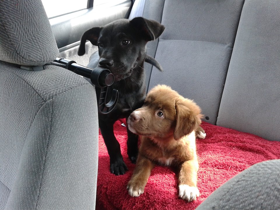 Barrow Puppies Freedom Ride
