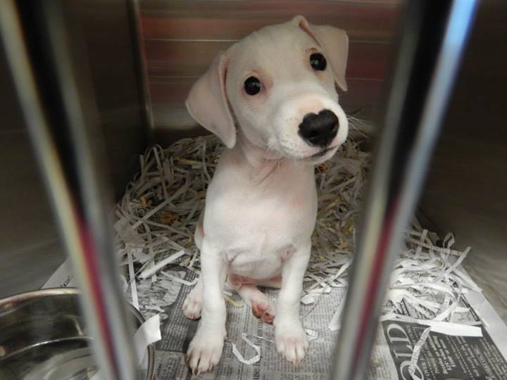 BarrowJRTpuppy