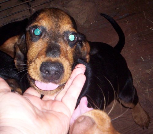 Basset Pups1