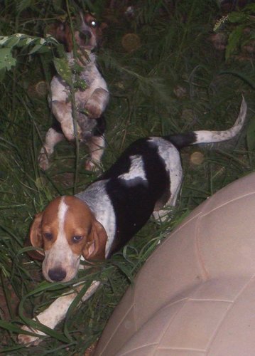 BassetPups2