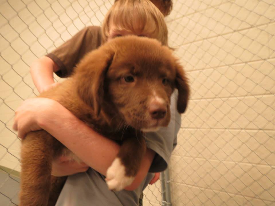 BrownRetrieverPuppy