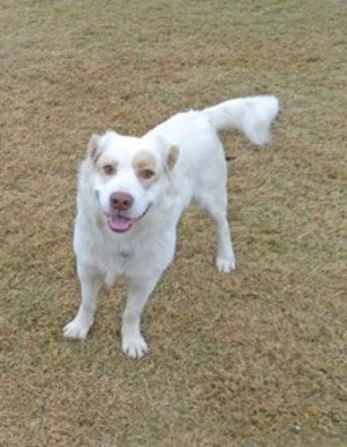 Chester Dixie