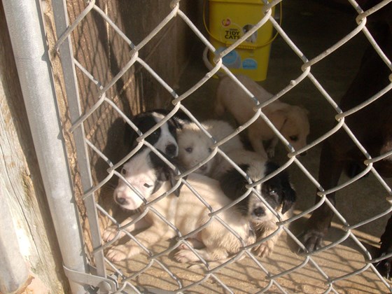 Dixie Pups