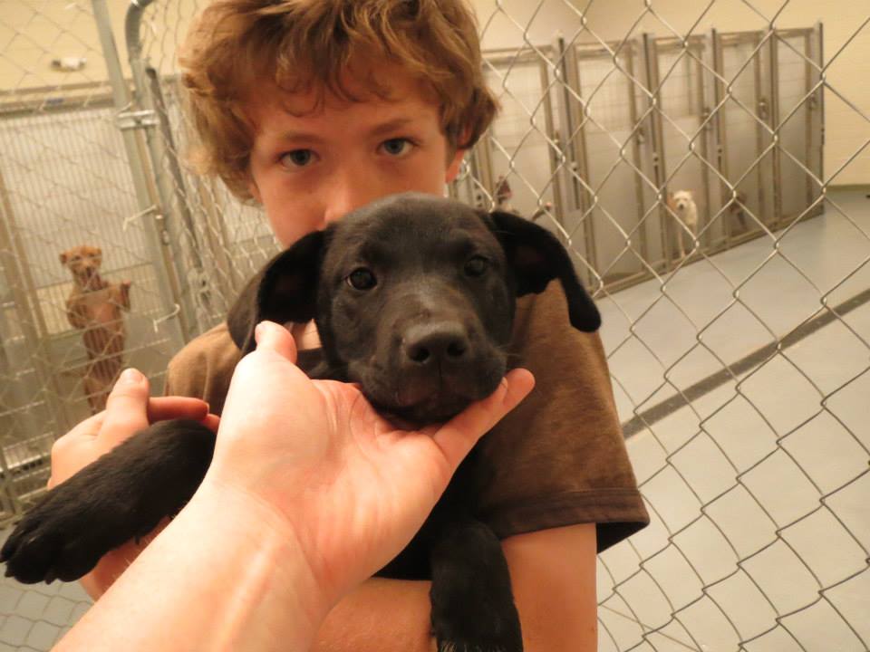 FemaleLabPuppy