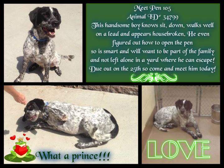 Gwinnett County Bird Dog