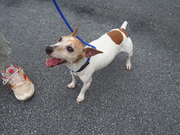 JRT_adultMale