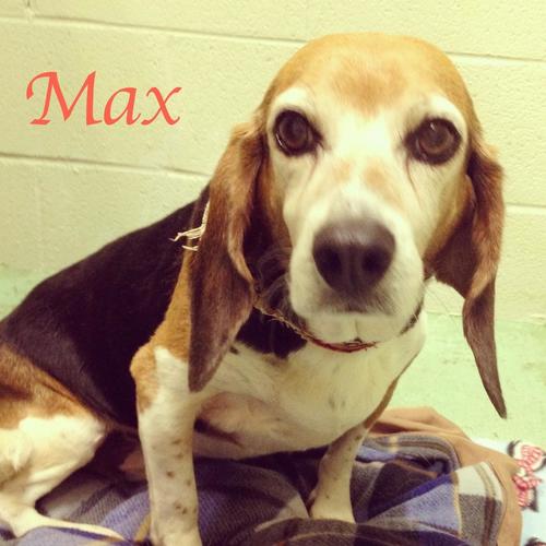 Max Tenderheart