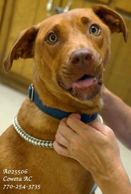 RedDogMixCoweta