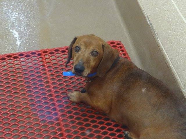 Senior Dachshund