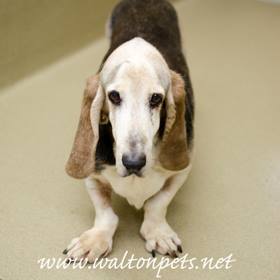SeniorBasset