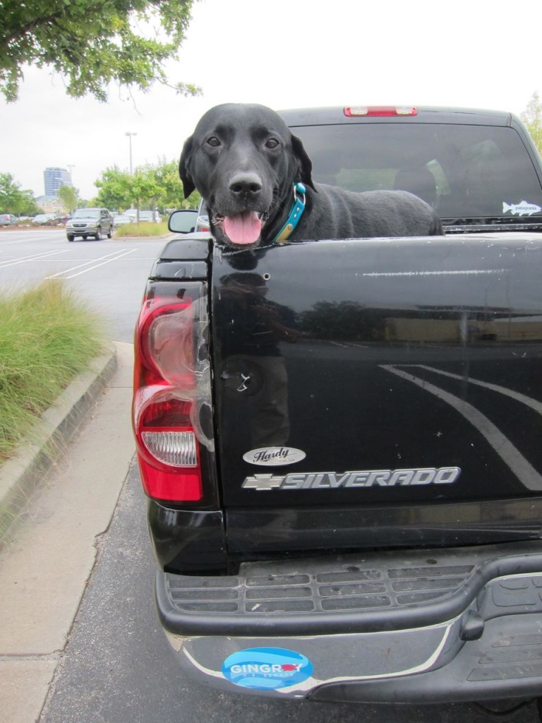Sully Pickup Large