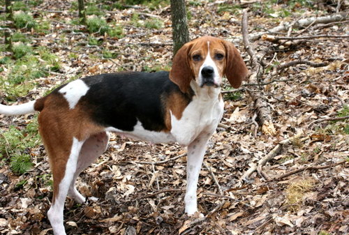 Tessa Coonhound