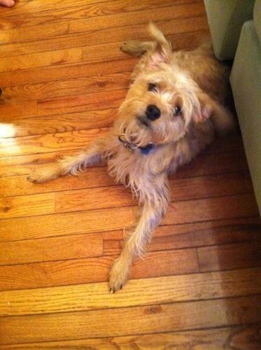 Toby