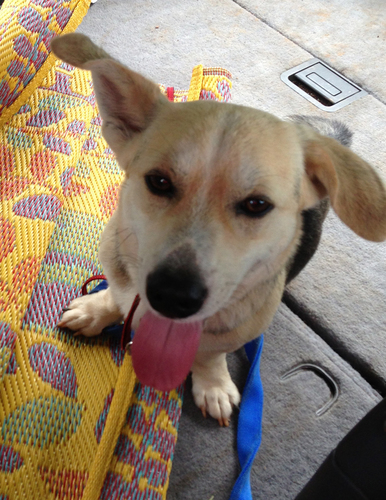 TwitterDog2