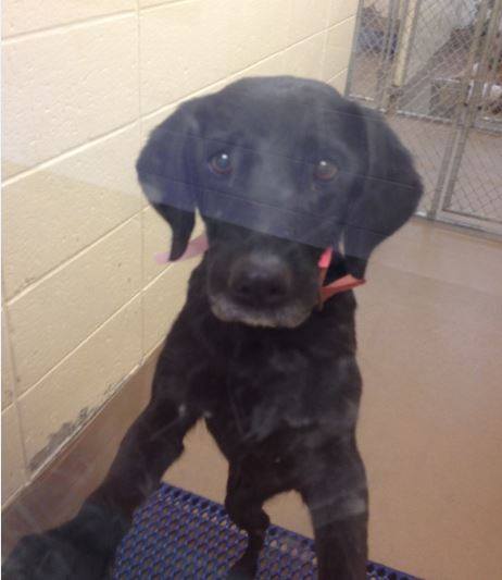 35251 Black Lab