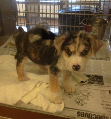 Aussie Mix Puppy