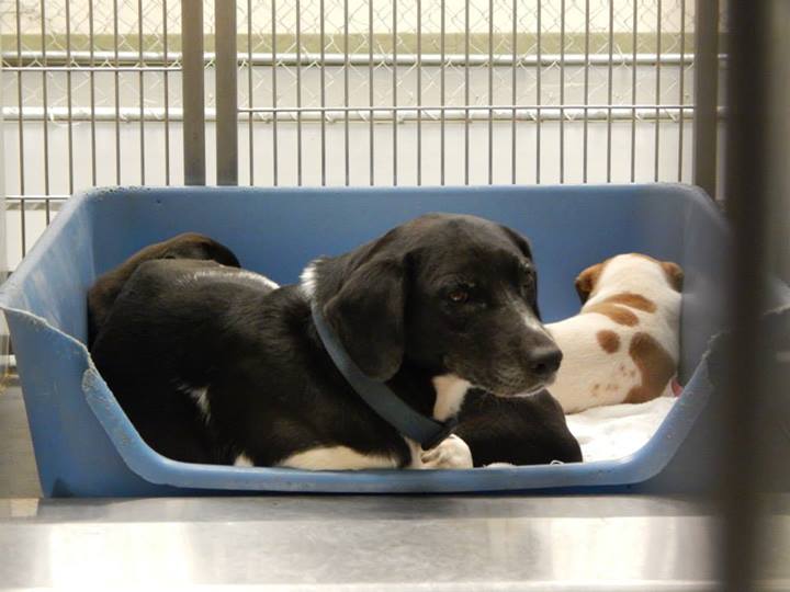 BarrowMomPups