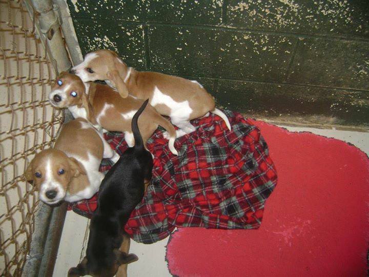 Beagle Mix Puppies