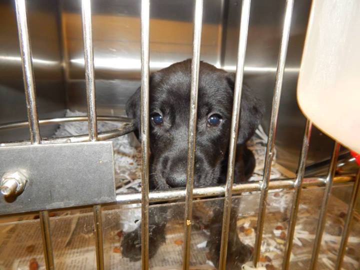 Black Puppy