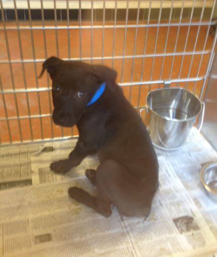 Black and Blue Puppy