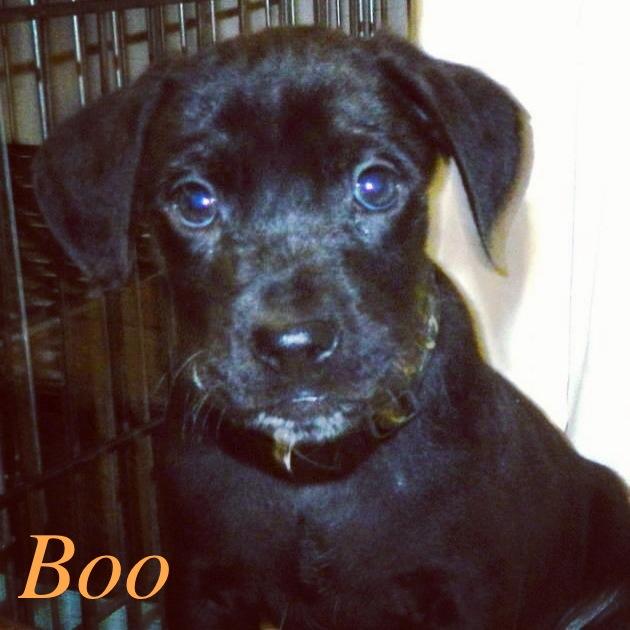 Boo2