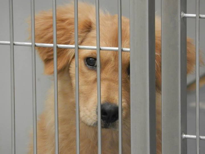 Golden Puppy1