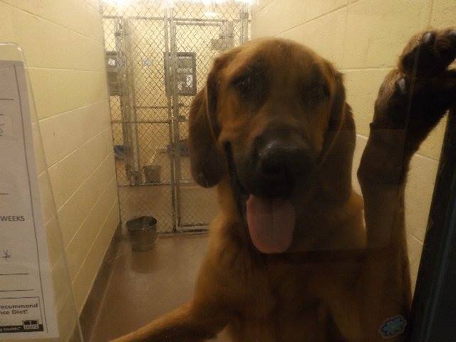 Gwinnett Coonhound