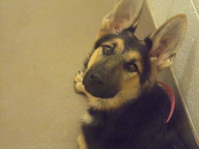Gwinnett GSD