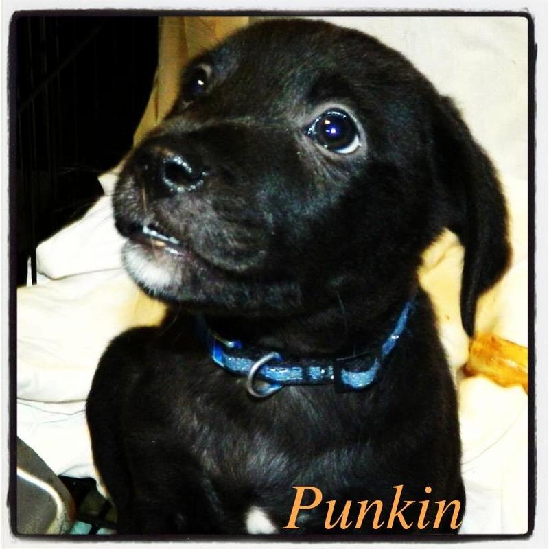Punkin