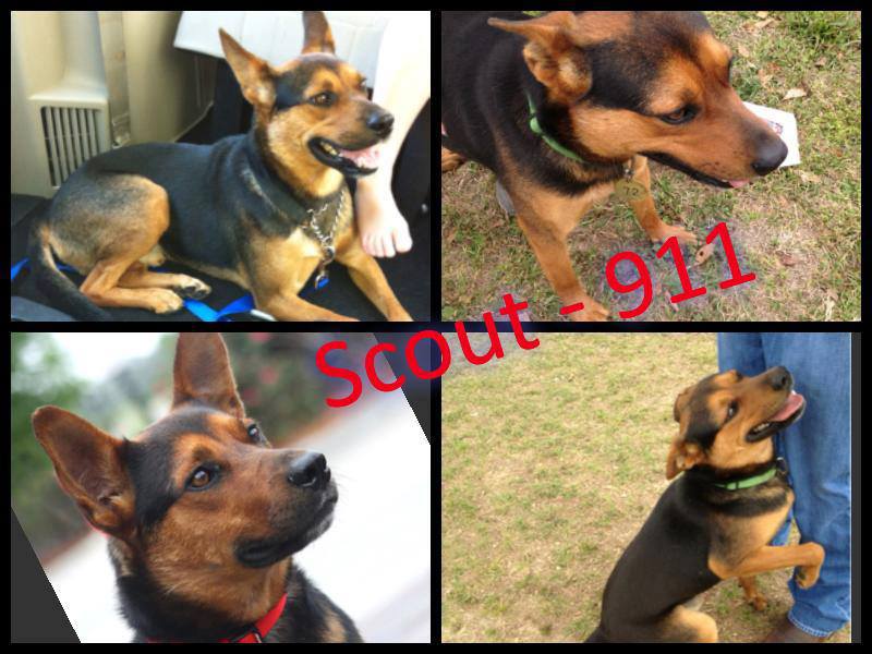 Scout