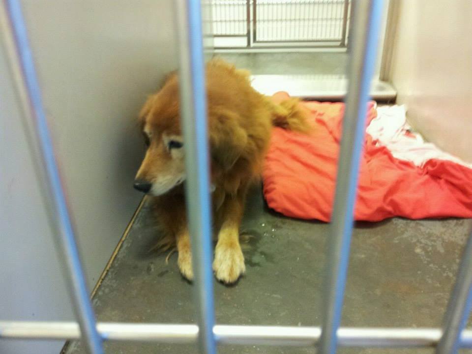 Senior Golden Retriever