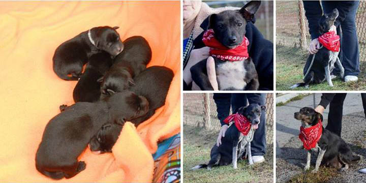 Tillie Pups Crop