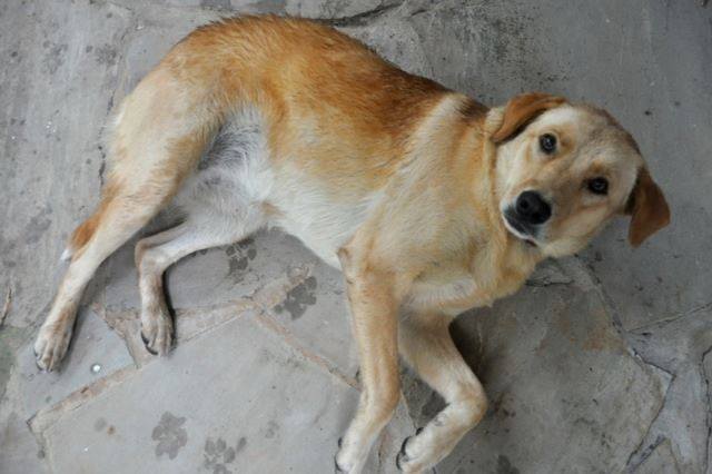 Yellow Lab Found
