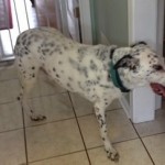 Urgent dog