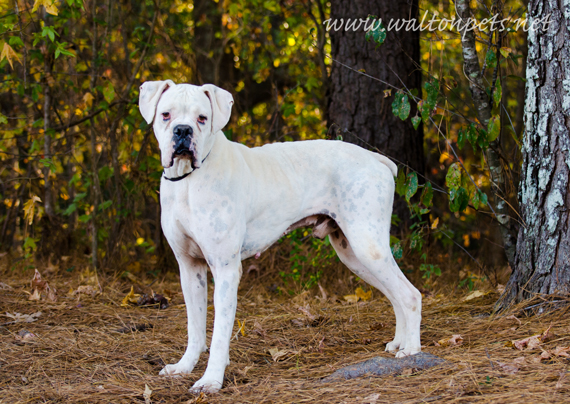 20132727Bobo3web