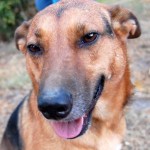 Adoptable Georgia Dogs for September 23, 2013