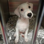 Adoptable Georgia Dogs for September 27, 2013