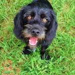 Adoptable Georgia Dogs for November 6, 2013