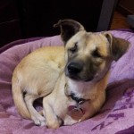 Adoptable Georgia Dogs for November 1, 2013