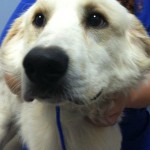 Adoptable Georgia Dogs for November 8, 2013
