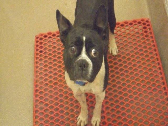 BostonTerrier