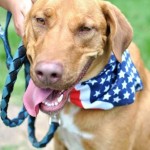 Adoptable Georgia Dogs for September 9, 2013