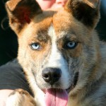 Adoptable Georgia Dogs for August 26, 2013
