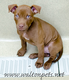 ChocoPuppy